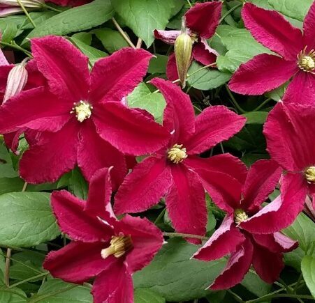 Mežvītenis 'So Many Red Flowers'